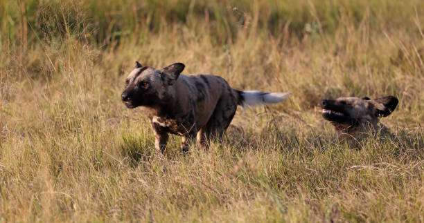 Taken in the Okavango Delta, Botswana