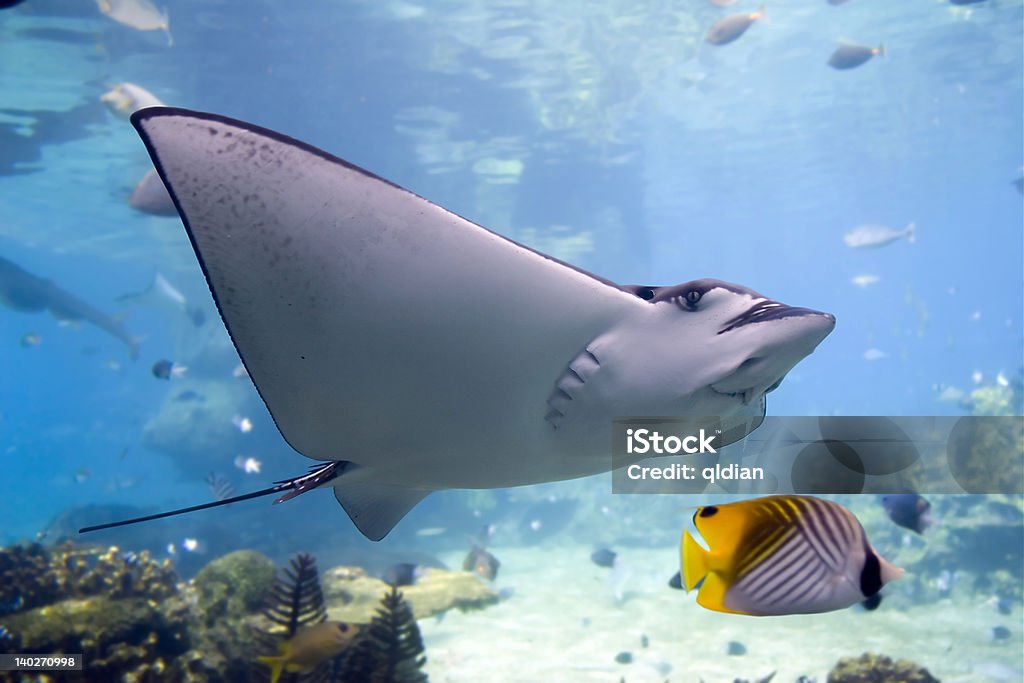 EagleRai Spotted Eagle-rays (Aetobatus narinari) swimming over coral reef,Lined Butterflyfish. Fish Stock Photo
