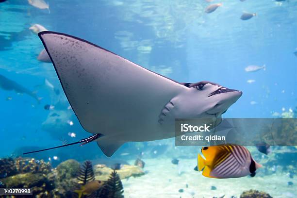 Eaglerai Stock Photo - Download Image Now - Fish, Ray - Fish, Striped