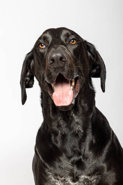 istock Black labrador retriever portrait on white background 1402711192
