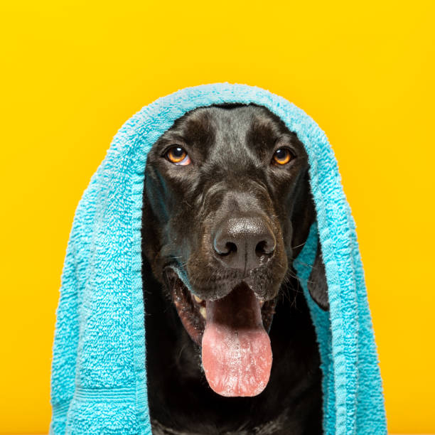 istock Black labrador dog with a towel on his head 1402711298