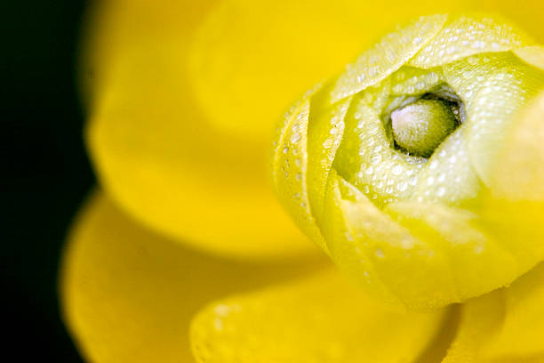 Ranúnculo amarelo bonito com gotas grande - fotografia de stock