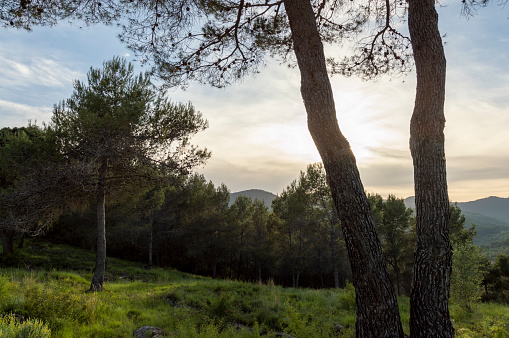 views of the pine forest at sunset, pine forest of the natural park