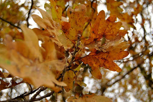 autumn golden oak leaves sky background