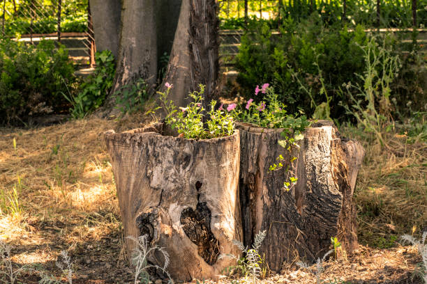istock Tree Stump filled with pink flowers. Ornamental garden 1402713151