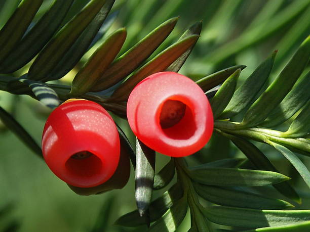 Yew Fruits (Taxus baccata) stock photo