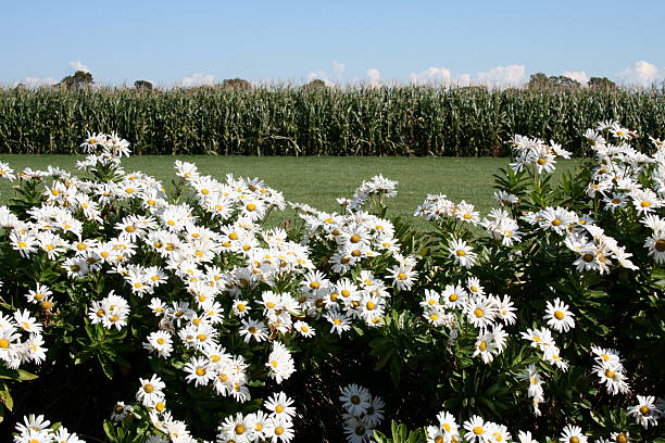 Montauk daisies with corn field and grass in background daises