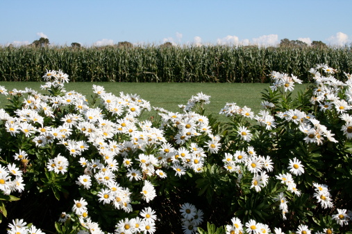 Montauk daisies with corn field and grass in background on long island