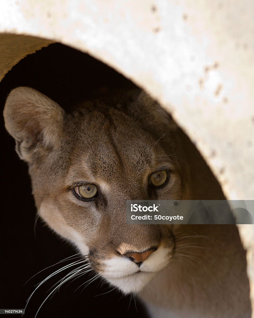 Lions Den Large mountain lion peeking his head out of his den to look around before exiting. Animal Den Stock Photo