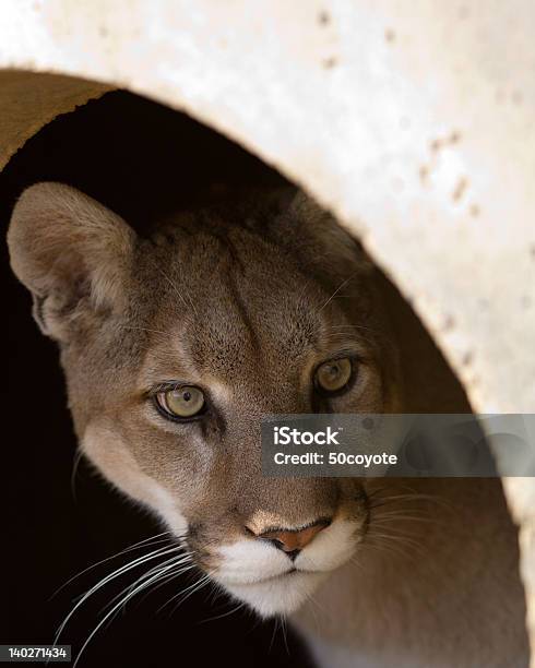 Lions Den Stock Photo - Download Image Now - Animal Den, Animal Wildlife, Animals In The Wild