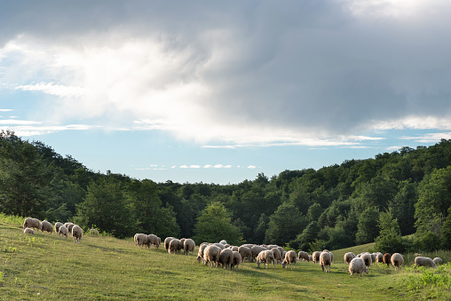 Flock of sheep grazing in the bush. Extense livestock farming