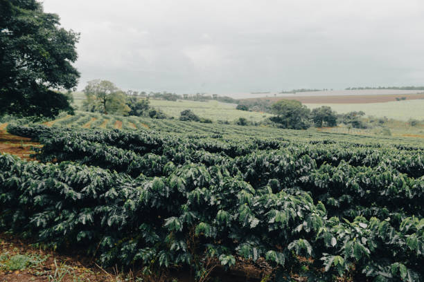 Farm coffee plantation on a cloudy rainy day. Coffee industry farm field.