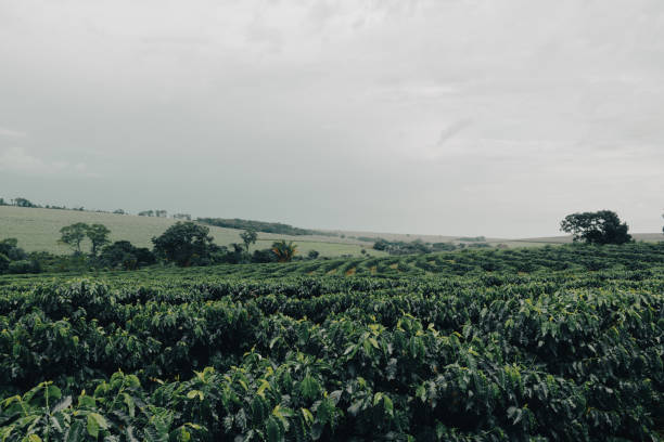 Farm coffee plantation on a cloudy rainy day. Coffee industry farm field.