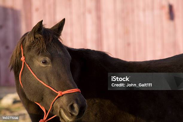 Appaloosa Quarter Horse Stock Photo - Download Image Now - Animal Body Part, Animal Eye, Animal Head