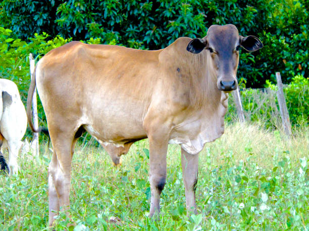 istock Cow In The Pasture 1402715671