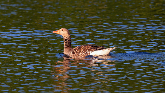 Daytime side view close-up of a single Greylag goose swimming by in a pond at golden hour