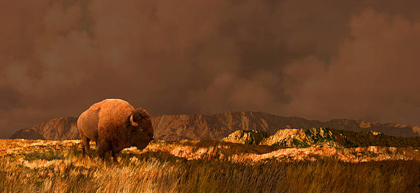 Buffalo in Wyoming