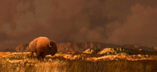 Image from an original 11x24 painting of a buffalo on the Wyoming prairie. / SW-011