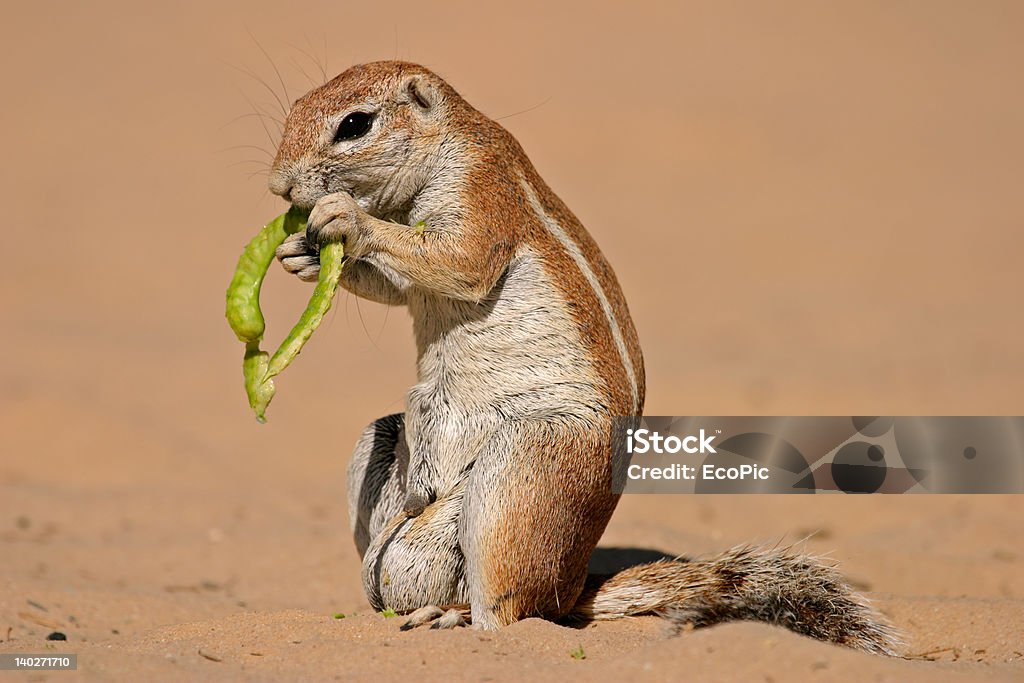 Erdhörnchen - Lizenzfrei Tier Stock-Foto