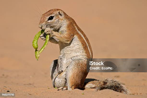 Photo libre de droit de Écureuil Terrestre banque d'images et plus d'images libres de droit de Faune - Faune, Afrique, Afrique méridionale