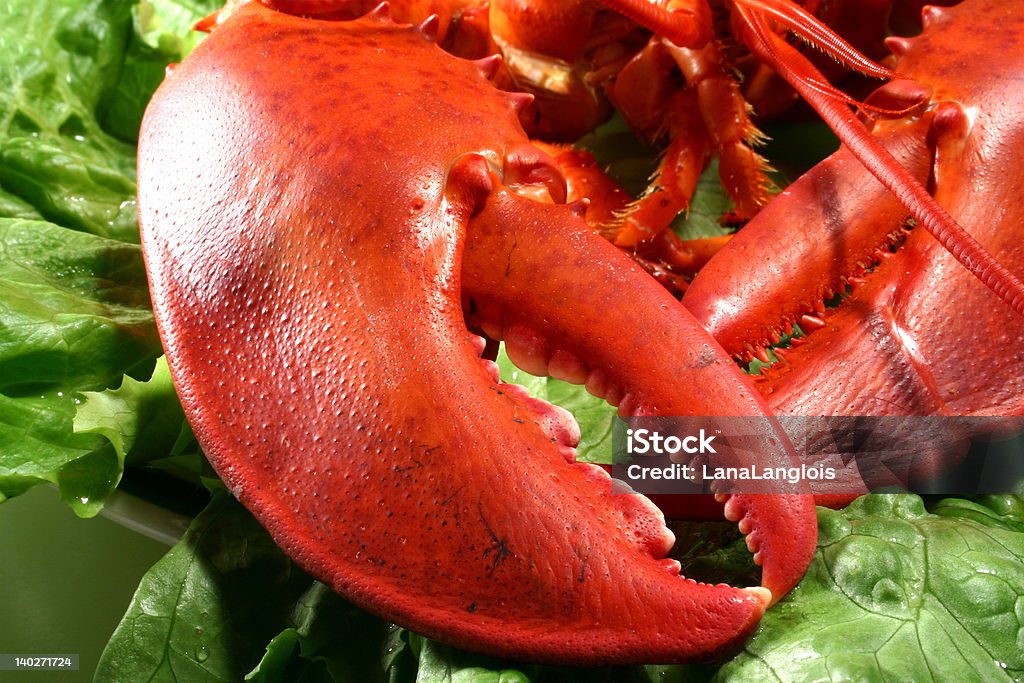 lobster claws fresh red lobster claws on green lettuce Animal Antenna Stock Photo