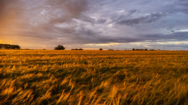 Golden wheat at Sunset. Suffolk England Bathed in golden sunlight at sunset. This Wheat field in Suffolk England looks gorgeous under a dramatic sky. suffolk england stock pictures, royalty-free photos & images