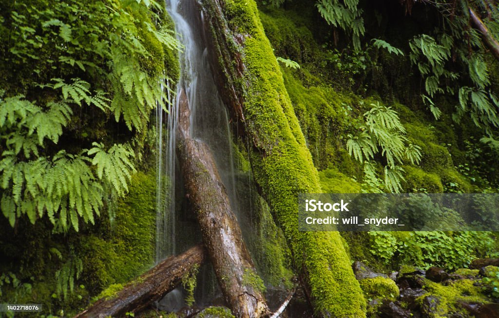 Small Waterfall over Mossy Log Long exposure shot on film on The Elk Creek Trail in the Tillamook State Forest, Oregon, USA Backgrounds Stock Photo
