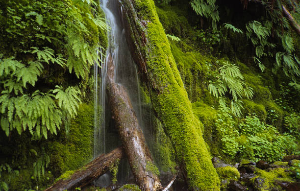 Small Waterfall over Mossy Log stock photo