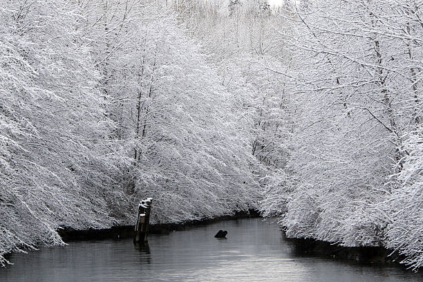 alberi da neve - columbia north carolina foto e immagini stock