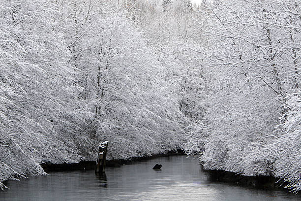 árvores na neve - columbia missouri imagens e fotografias de stock