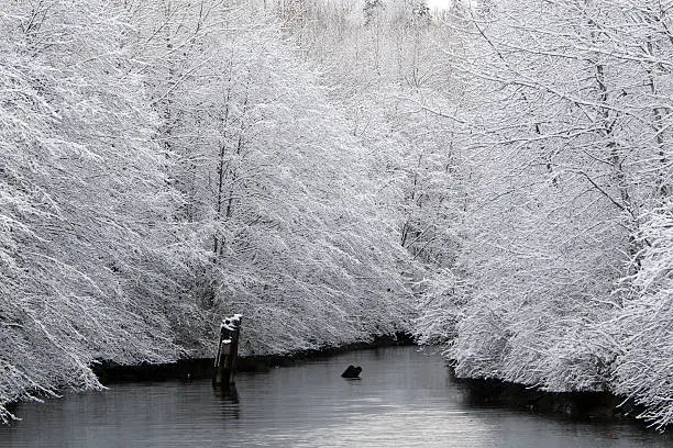 Fresh snow by an oceanside creek 