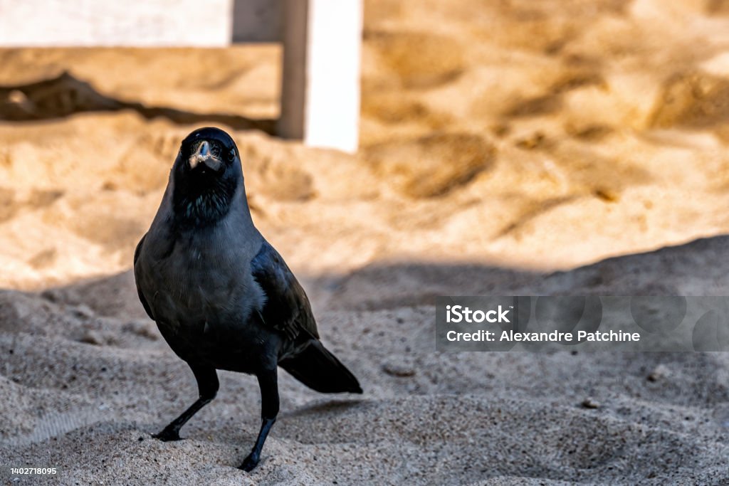 Black raven on sandy beach, close up photo. Calangute, India Beach Stock Photo