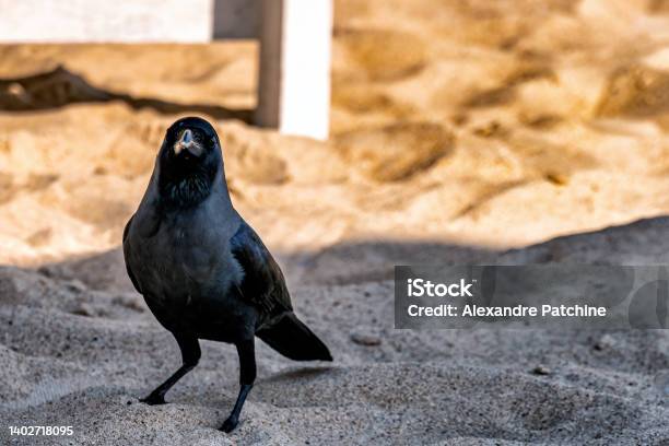 Black Raven On Sandy Beach Close Up Photo Calangute India Stock Photo - Download Image Now