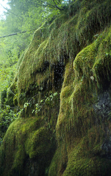 Water Dripping from Moss stock photo