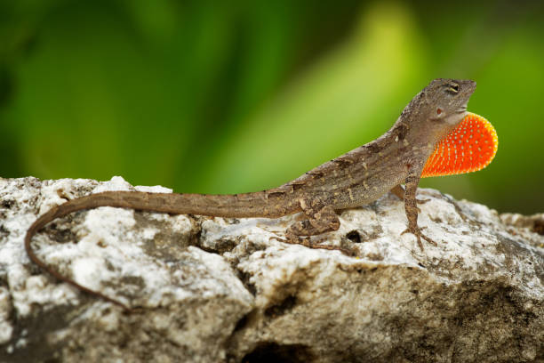 istock Brown Anole - Anolis sagrei also Cuban brown or De la Sagra anole, lizard in Dactyloidae, native to Cuba and Bahamas, widely introduced in Florida, Hawaii, Caribbean islands, Mexico, Taiwan 1402718146