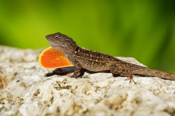 istock Brown Anole - Anolis sagrei also Cuban brown or De la Sagra anole, lizard in Dactyloidae, native to Cuba and Bahamas, widely introduced in Florida, Hawaii, Caribbean islands, Mexico, Taiwan 1402718196