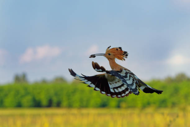 upupa eurasiatica (upupa epops) che nutre i suoi pulcini catturati in volo. ali larghe, tipica cresta e preda nel becco. insetto da caccia, lucertola, geco, ragni, grub, larve e vermi - hoopoe bird feeding young animal foto e immagini stock