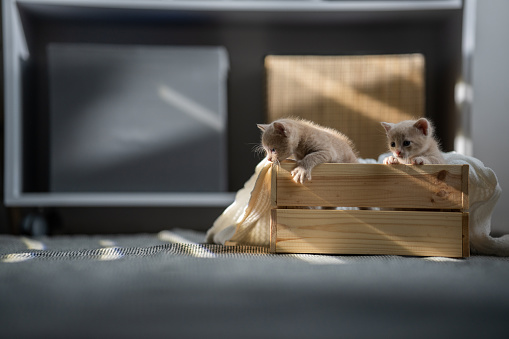 Two beautiful little kittens sticking out of a wooden crate pet bed.