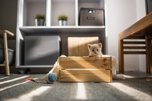 Beautiful little ginger kitten sticking out of a wooden crate pet bed.