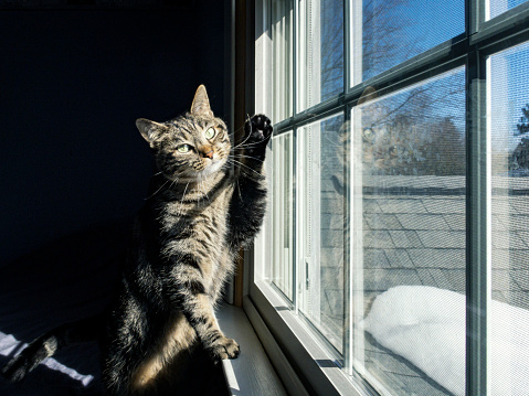 A curious, playful, female domestic tabby cat pet is holding her paw up while playing in bright late winter sunlight near a bedroom window. Her mirror likeness is reflected back at her by the sunny window.
