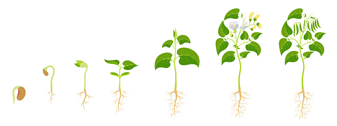 Stages growing green beans. Development legumes from seed germination to fruit ripening. Vector illustration agricultural growth stages.