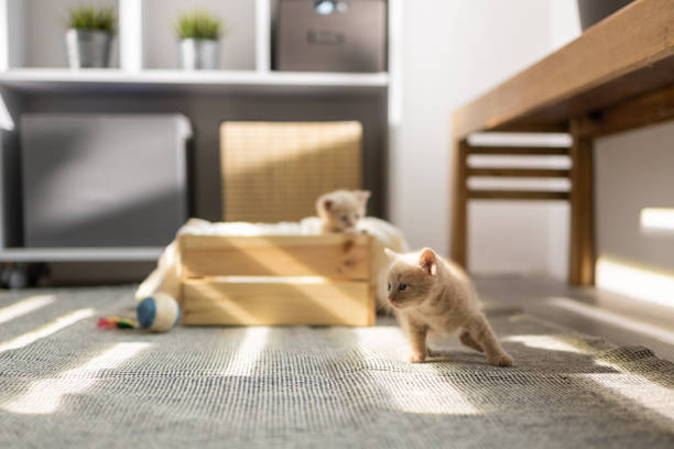 istock Baby cats having fun 1402719805