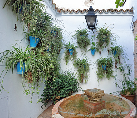 Chlorophytum plants, also called spider plant, spider ivy, or ribbon plant, filling a wall of a patio in Cordoba