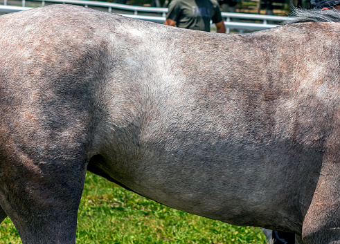 Skin of grey arabian mare close up.