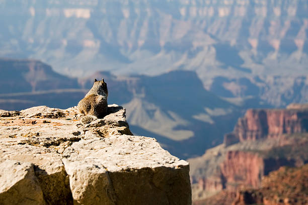 Canyon Denizen stock photo