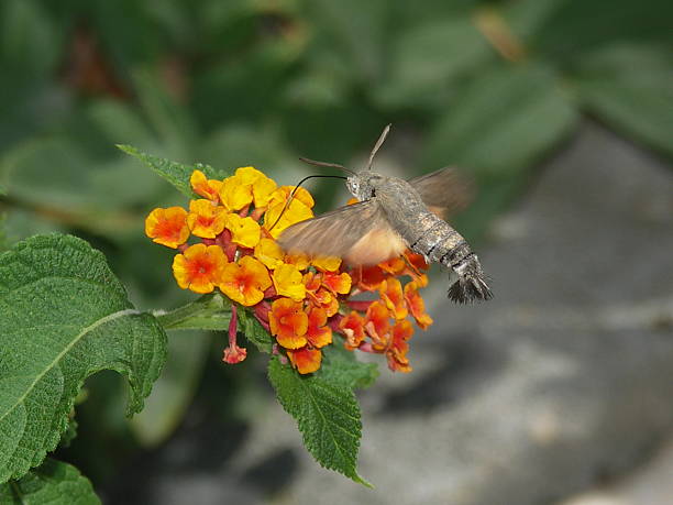 Hummingbird hawkmoth (Macroglossum stellatarum) stock photo