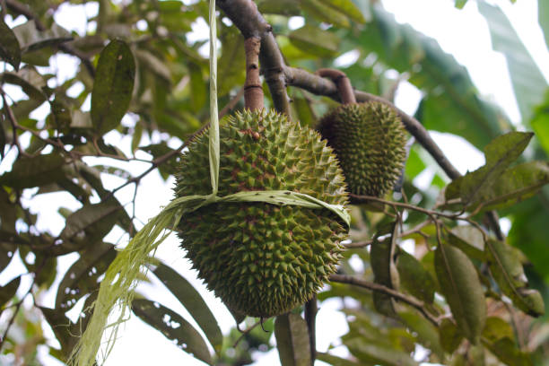 istock Durian hanging on tree in durians orchard 1402723138