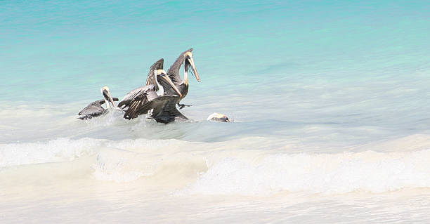 istock Pelicans fishing 140272342