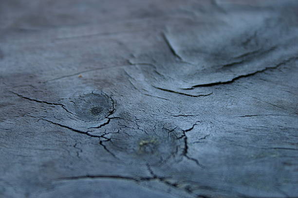 Wood Texture stock photo