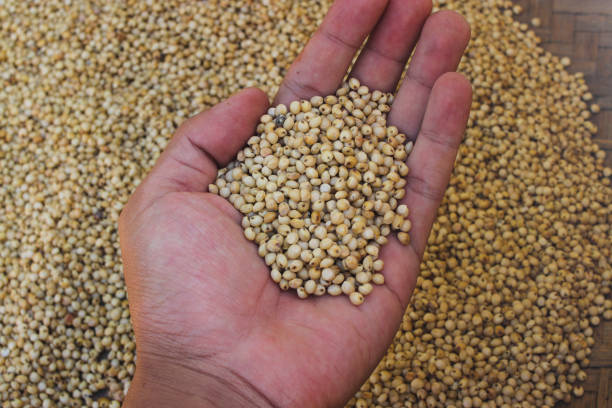 istock a handful of white sorghum or jowar grains 1402723662